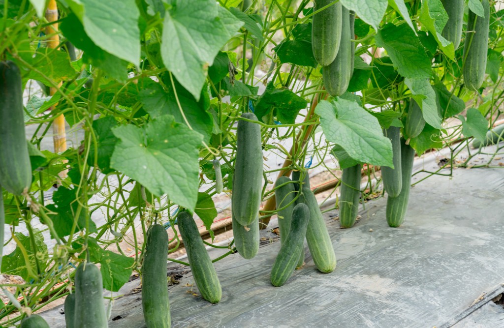Greenhouse cucumber farming
